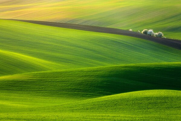 Ein malerisches Feld, das mit grünem Gras bedeckt ist