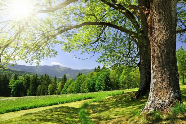 Soleil et verdure dans la forêt d été