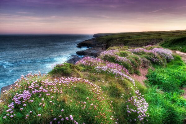 Es gibt eine sehr schöne Natur und Blumen an der Küste des Meeres