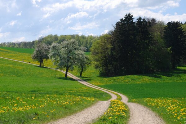 Longue piste dans un parc d été en fleurs