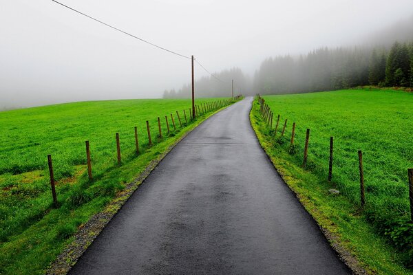 A foggy road going into the forest