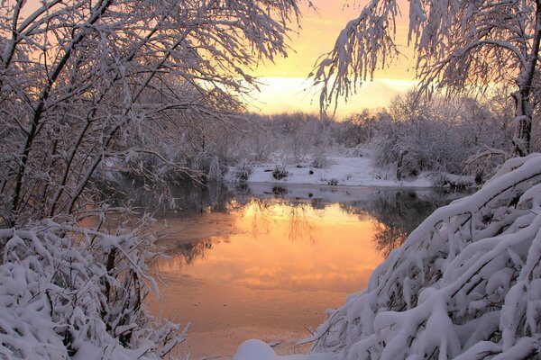 Alberi innevati vicino allo stagno al tramonto