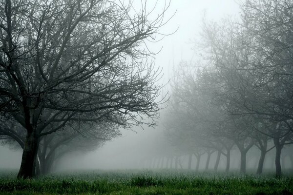 Giardino nella nebbia con alberi spogli