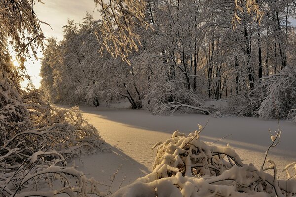 Winter snowy morning