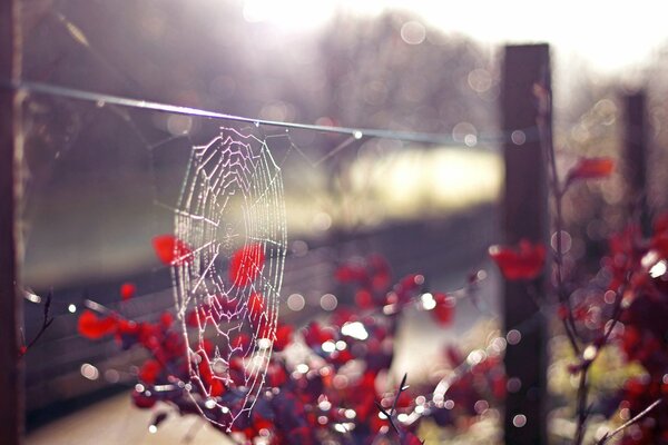 Macro shooting of a spider web on a summer day