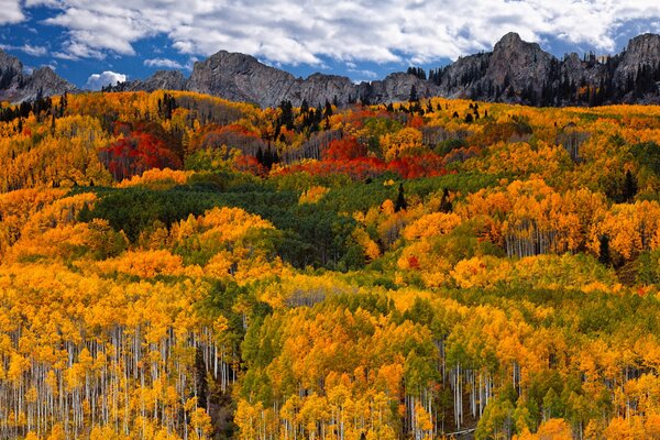 Bright colors of the autumn forest