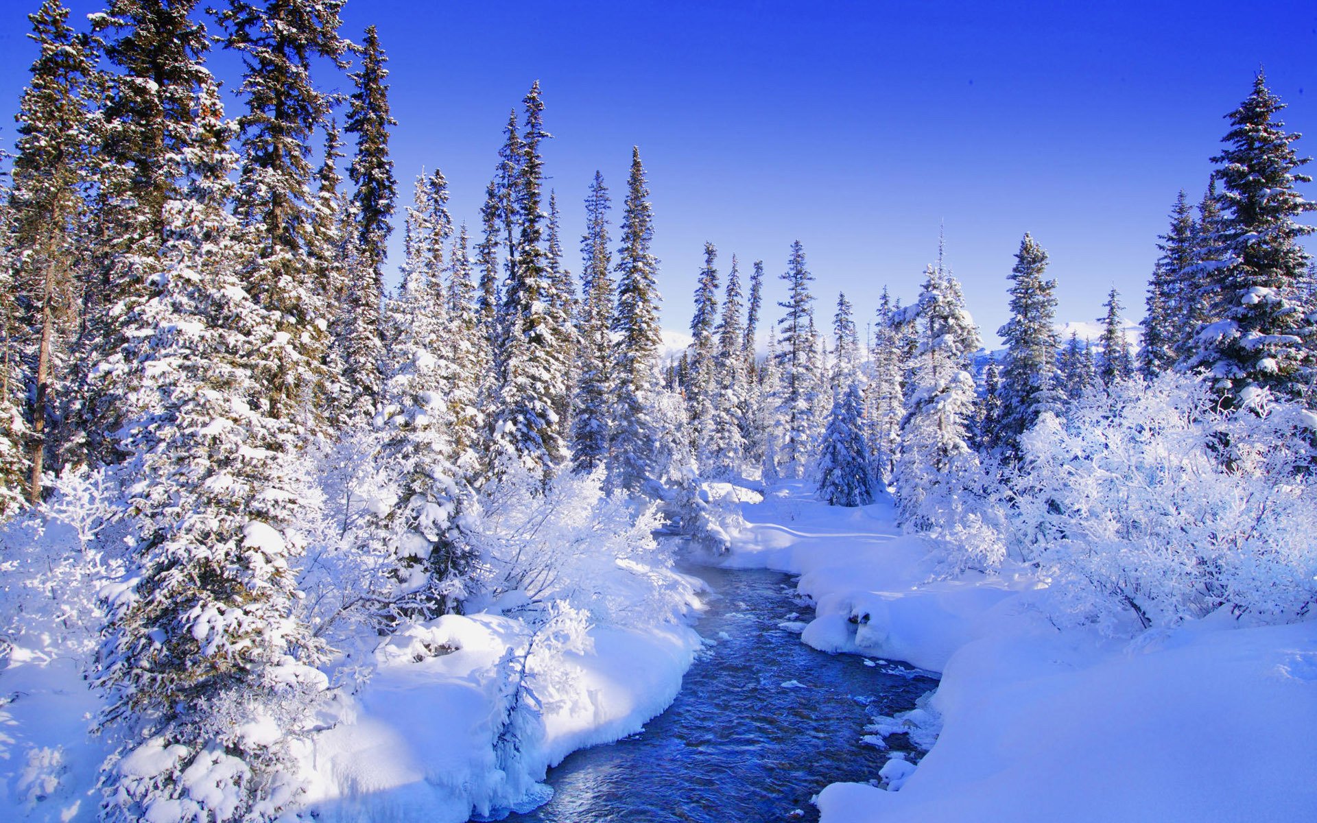 fabuleux hiver forêt