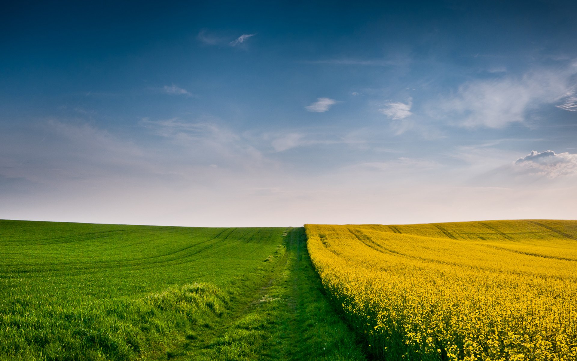 autumn autumn wallpaper field fields wheat ears spikelets spikelet grass yellow yellow green green sky wind cloud clouds fields wallpaper