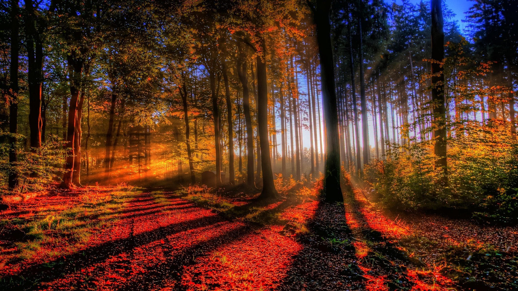 forest light autumn sunset tree