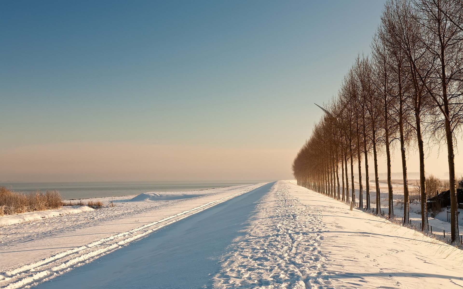 invierno campo árboles