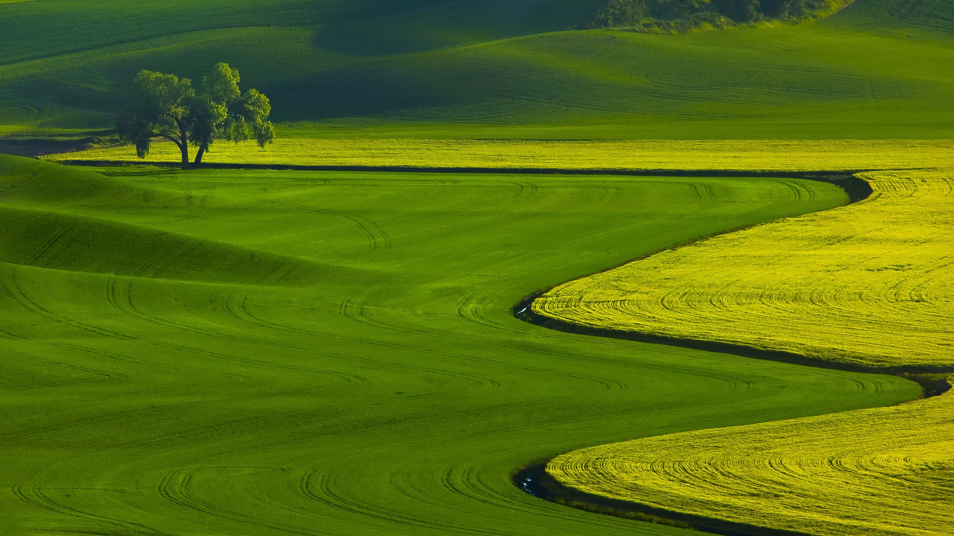 пейзаж природа поля трава дерево