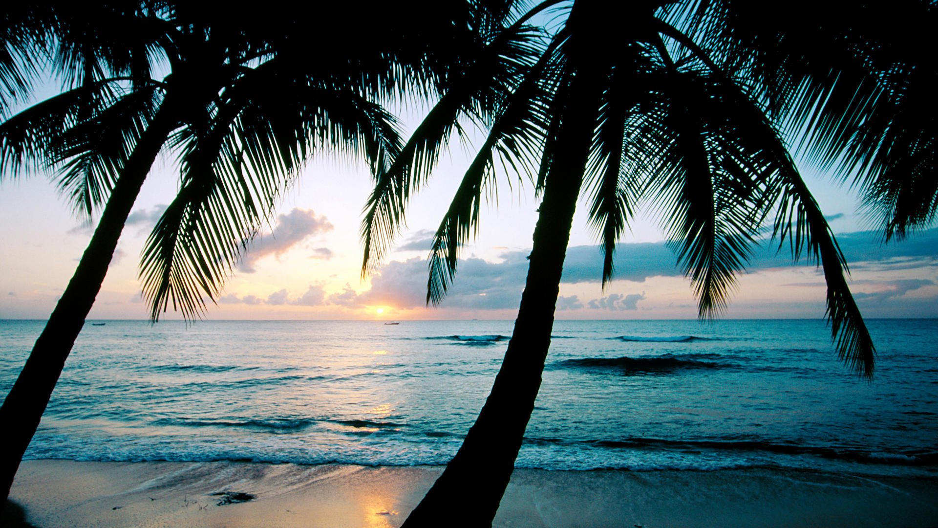 sonnenuntergang ozean palmen karibik insel barbados könig \ s strand barbados westindien