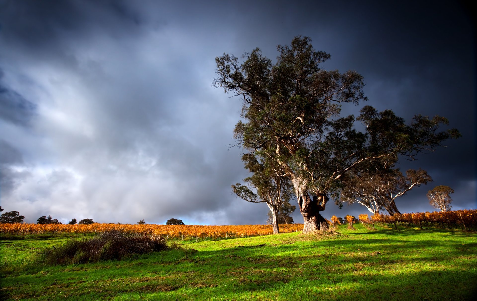 natura erba verde vecchio albero paesaggio vista tuono nuvole cielo immagine erba alberi temporale nuvole