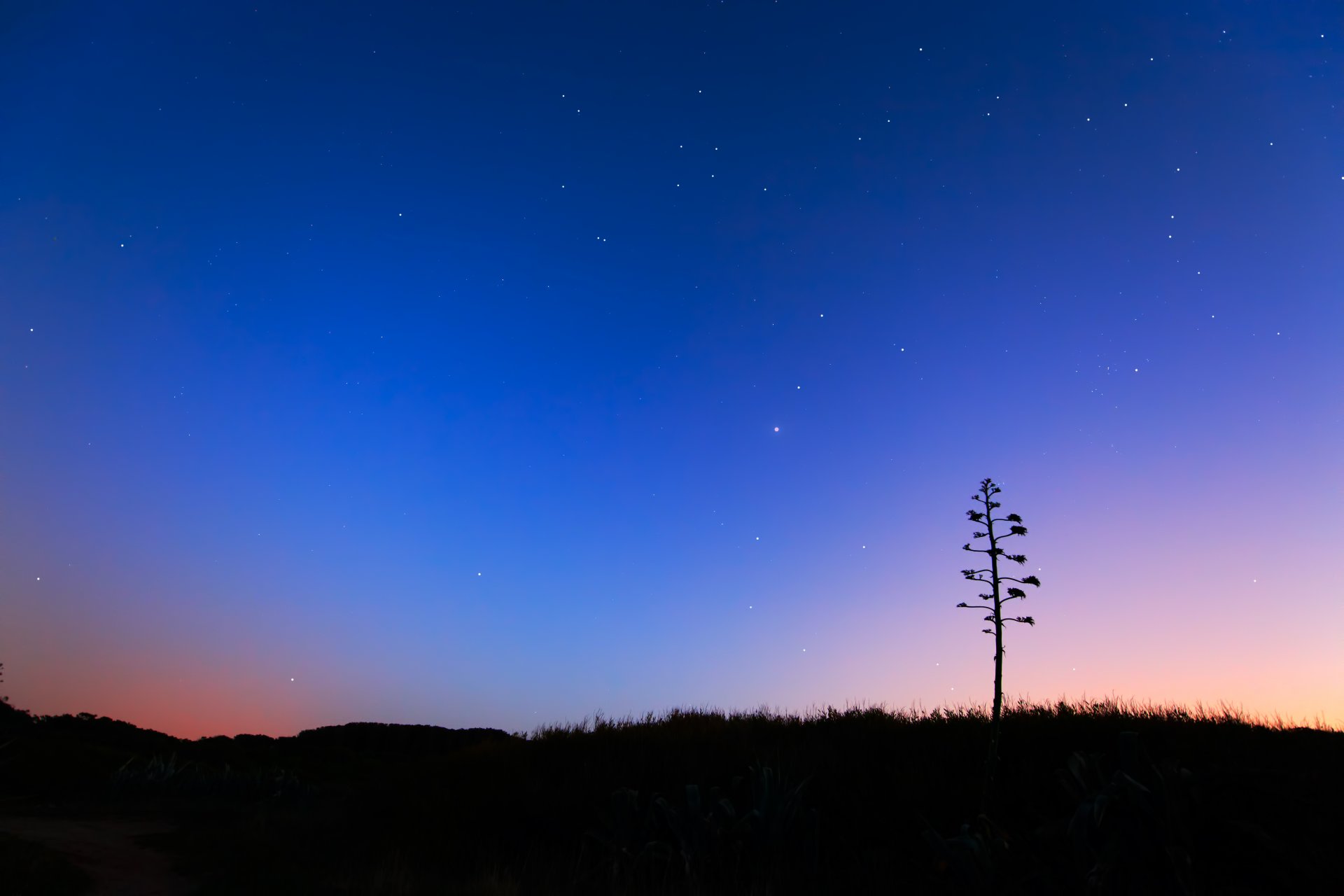 crepuscolo alba aloe albero miramar paesaggio stelle mattina alba blu cielo