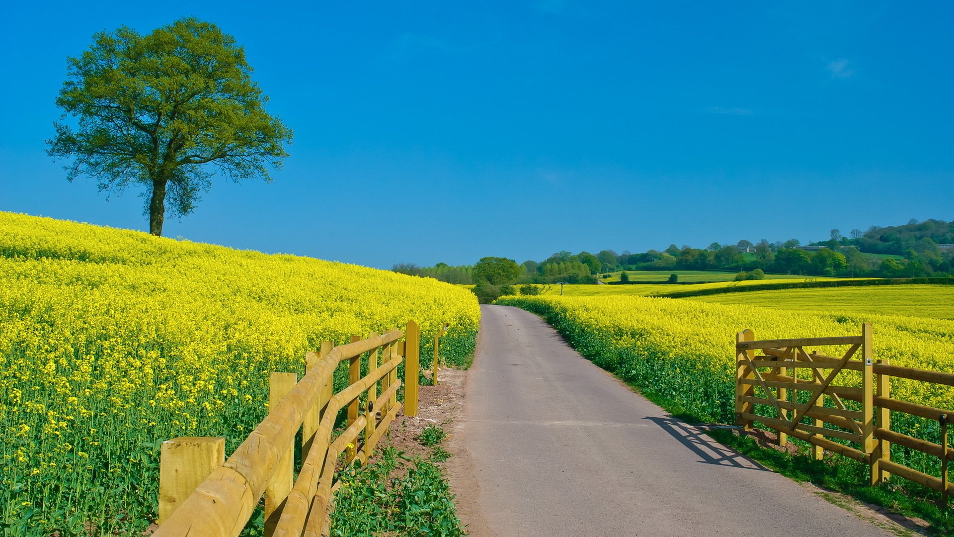 ummer clear sky flower light green fence the field road