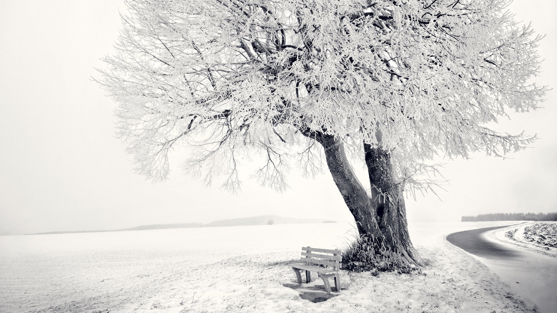 fondos de pantalla 1920x1080 paisaje naturaleza árbol banco banco nieve invierno escarcha carretera bosque horizonte