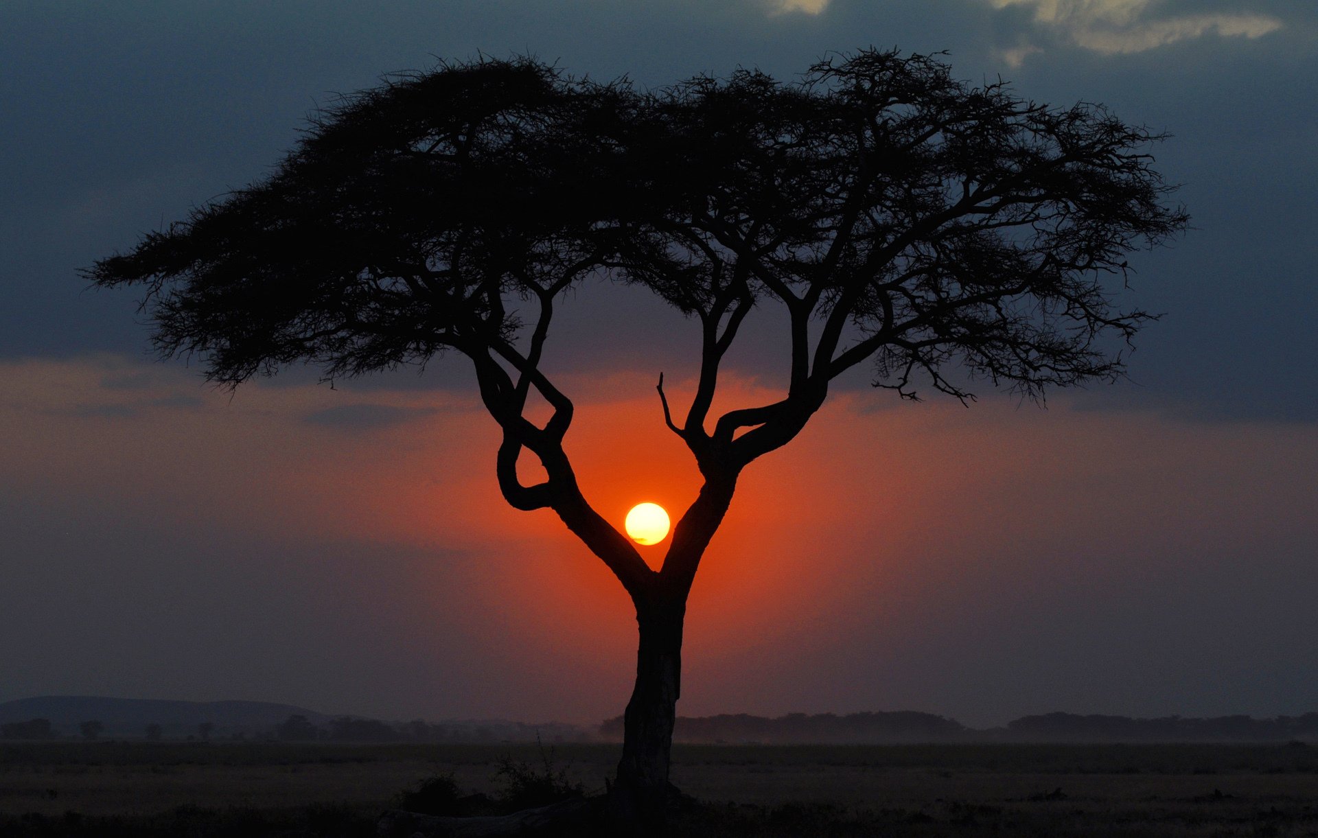 áfrica tarde árbol puesta de sol kenia paisaje sabana sol