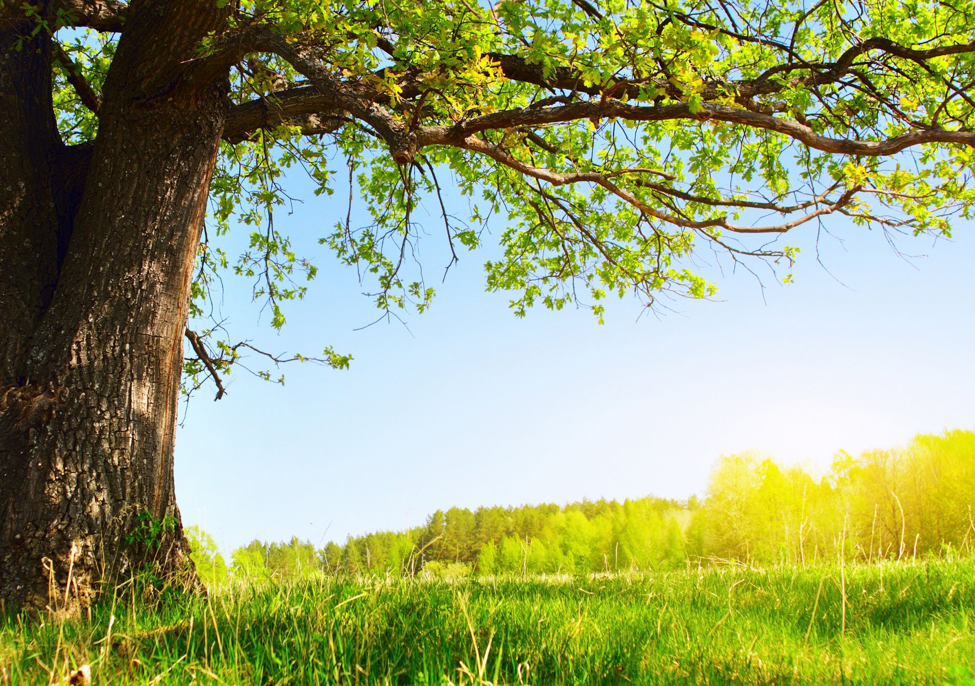 unter dem baum sommer sonne natur baum grün laub