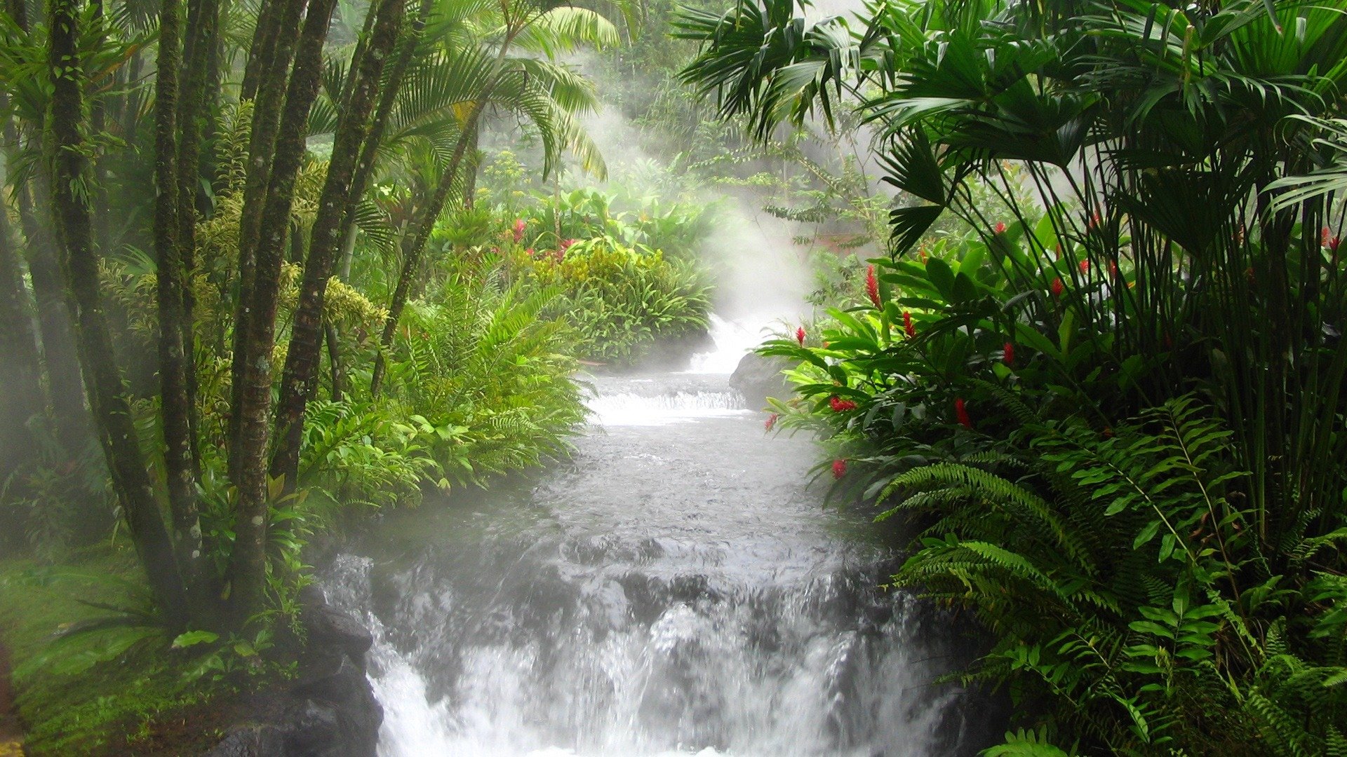 dschungel fluss wasserfall farn