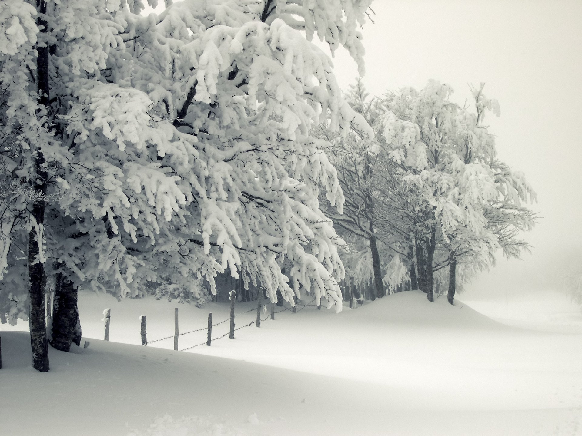 hiver neige arbre