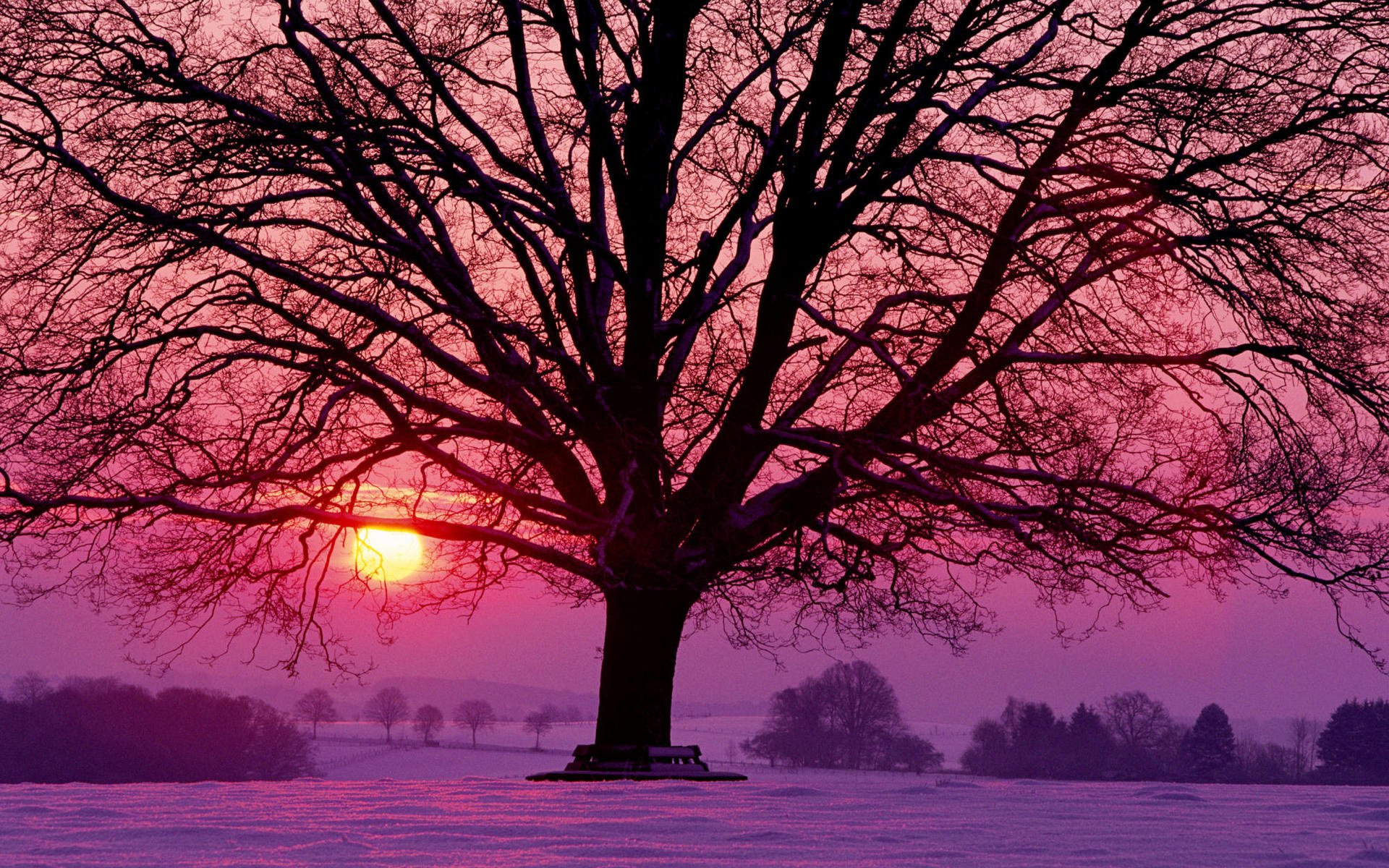 invierno tarde sol rojo carmesí lila puesta de sol nieve árbol árboles