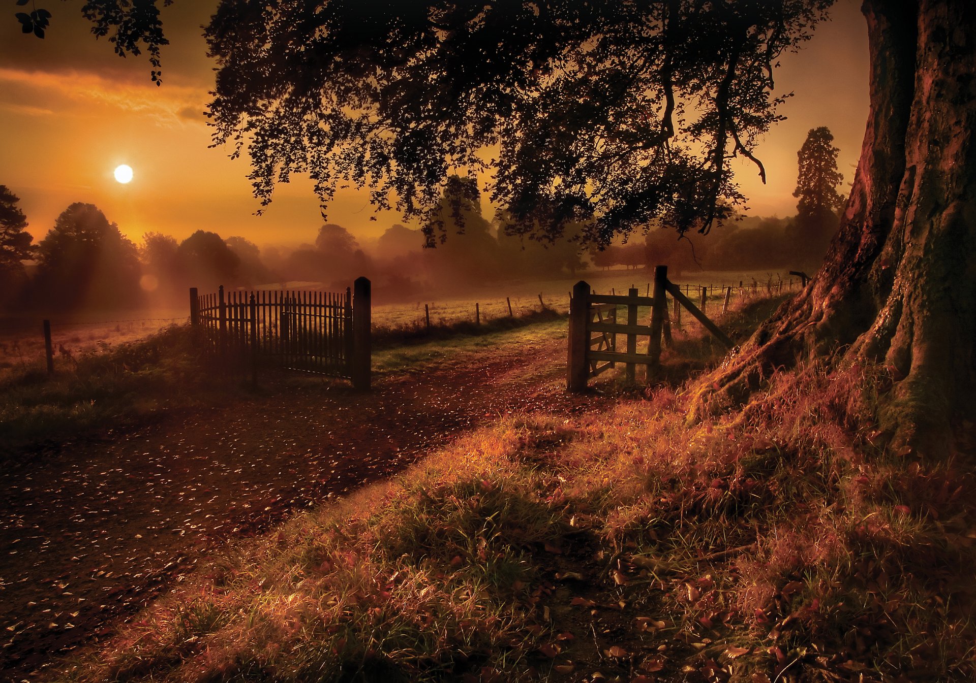 fence sun tree trees grass branches leaves trunk earth fog sky rays glare nature