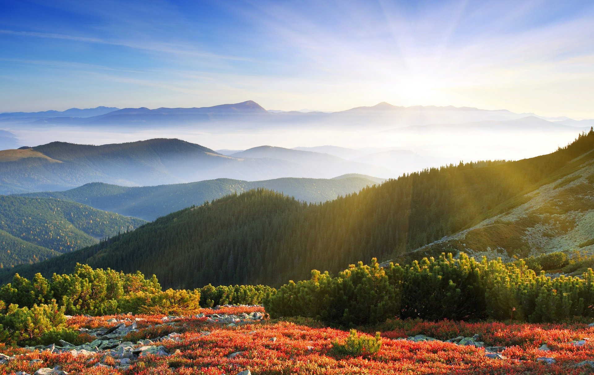 matin aube soleil rayons montagnes forêt brouillard nature