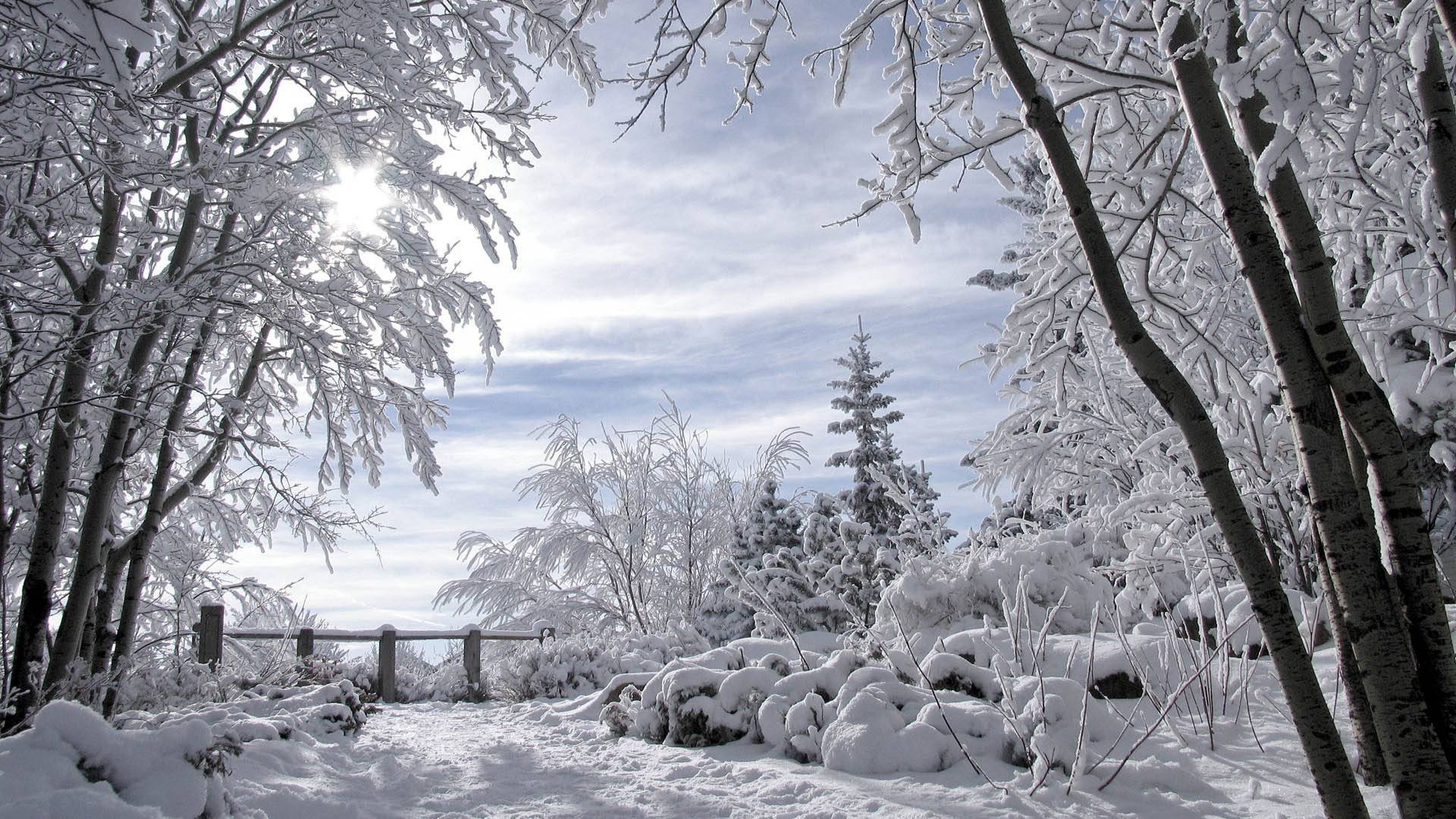 paisaje de invierno árboles cubiertos de nieve romance de invierno para lita