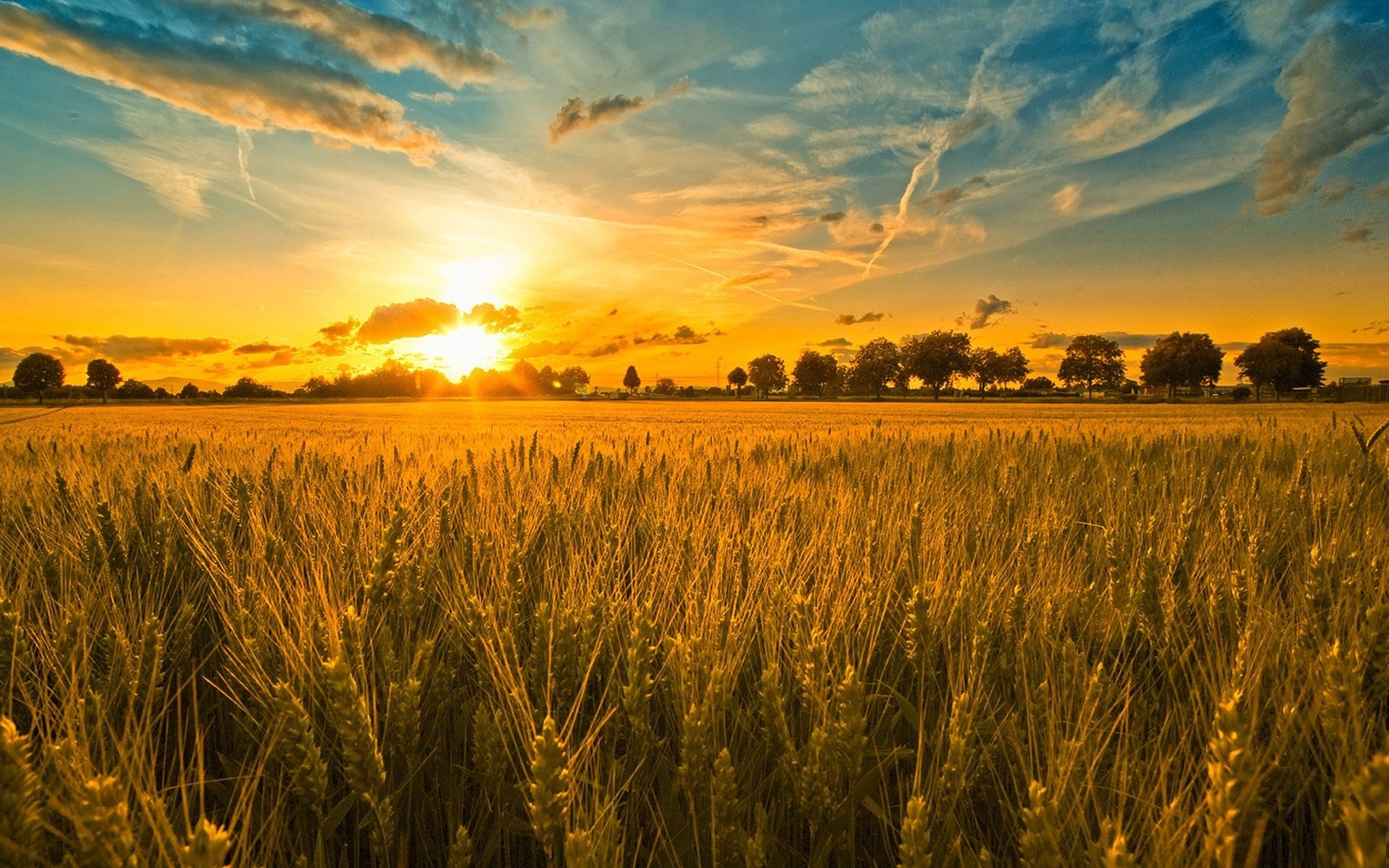 campo espigas árboles puesta de sol cielo nubes