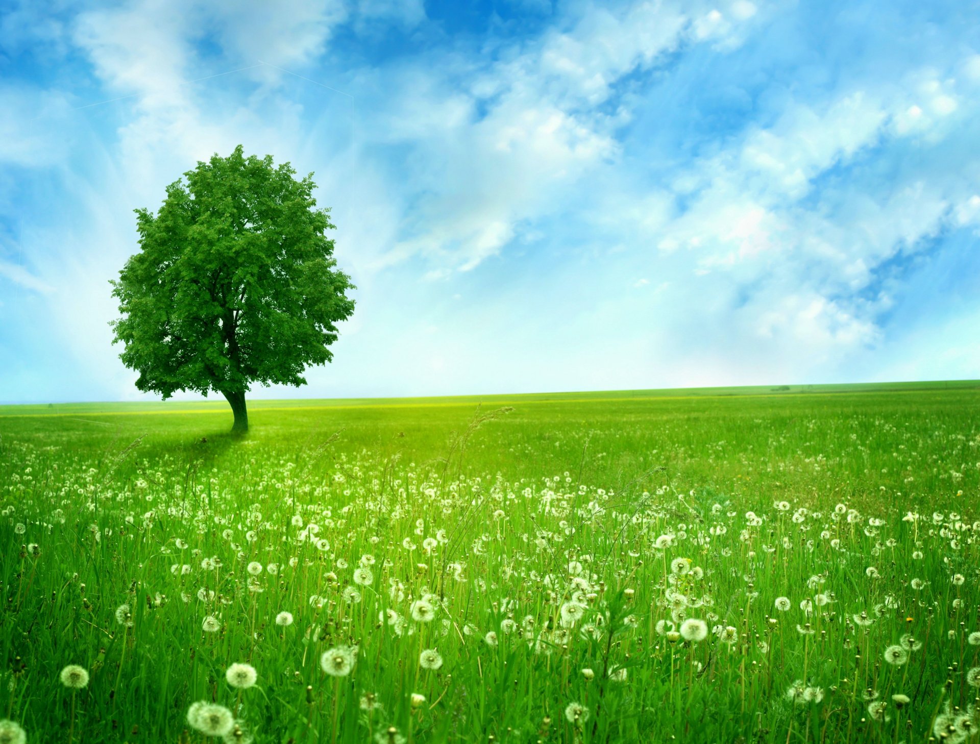 greenlands ruhiger baum löwenzahn feld weite einsam baum blau himmel wolken