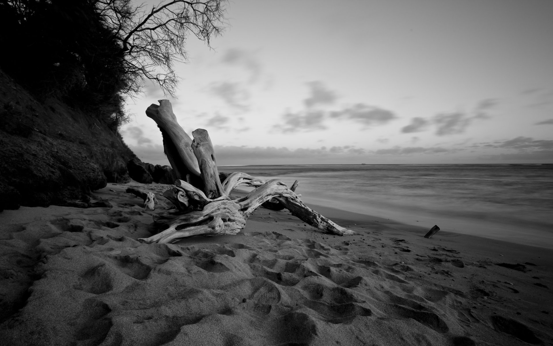 beach shore evening tree driftwood water sea black white