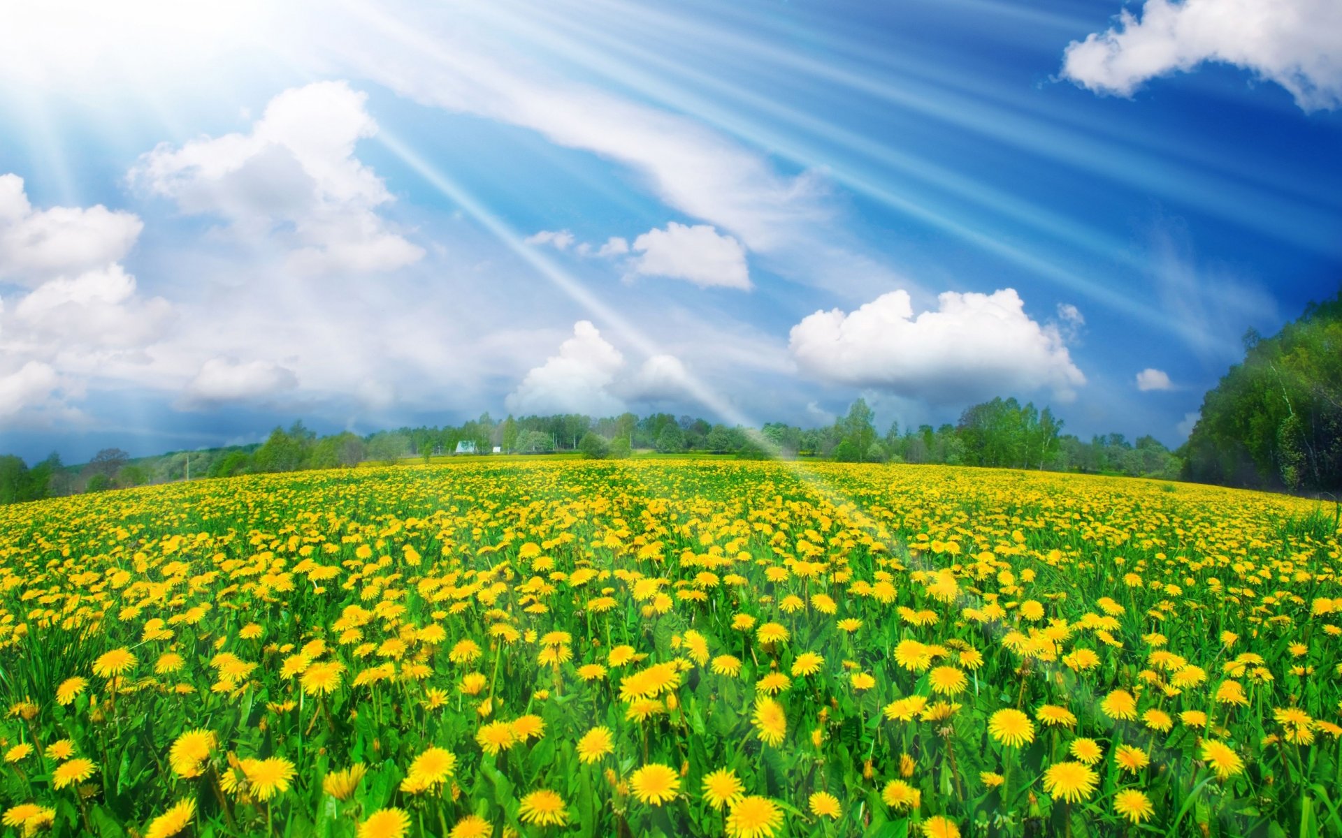 meadow dandelions light sky summer