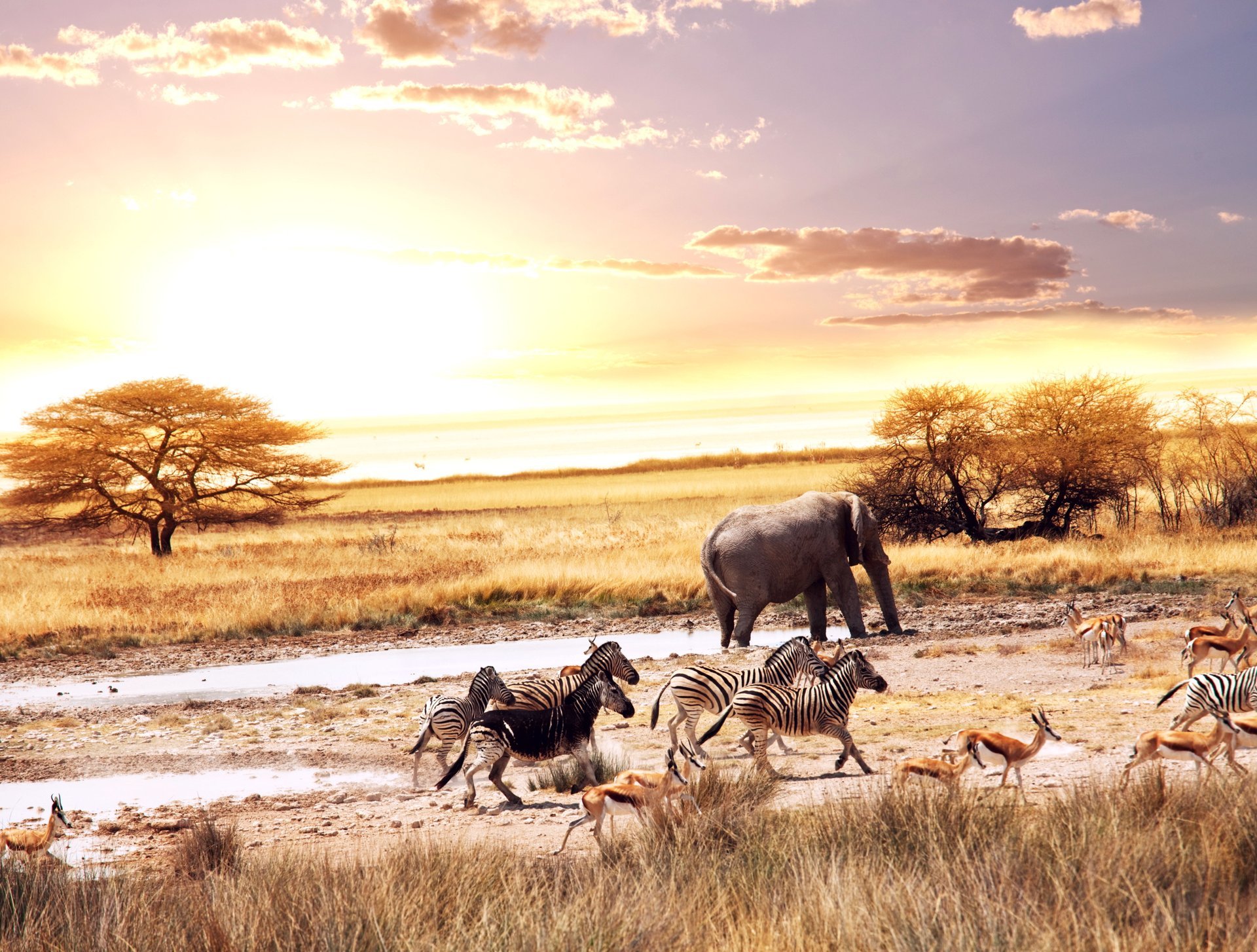 afrika savanne tiere antilopen zebras elefant vegetation bäume bunt himmel wolken warm sonne landschaft