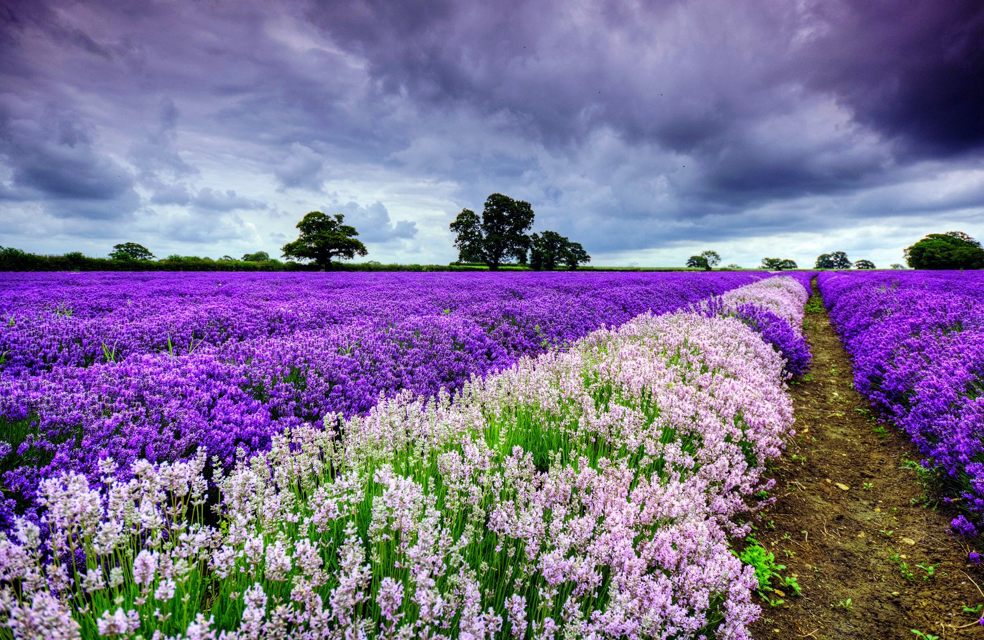 himmel wolken bäume lavendel feld