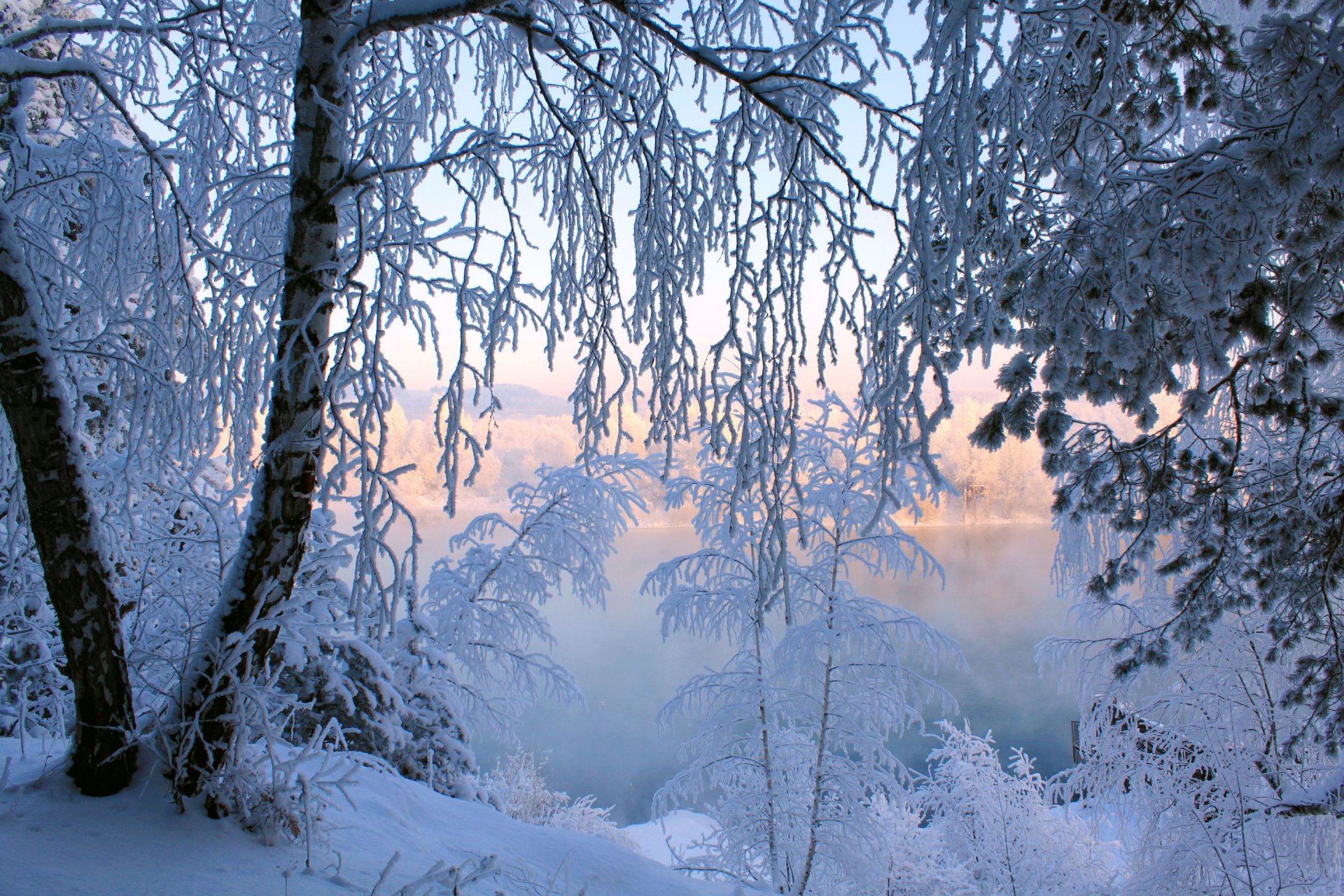 winter schnee frost bäume