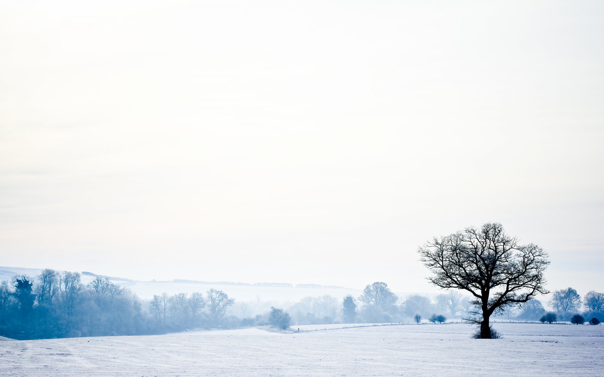 paesaggio natura inverno neve foresta alberi cielo inverno 2560x1600