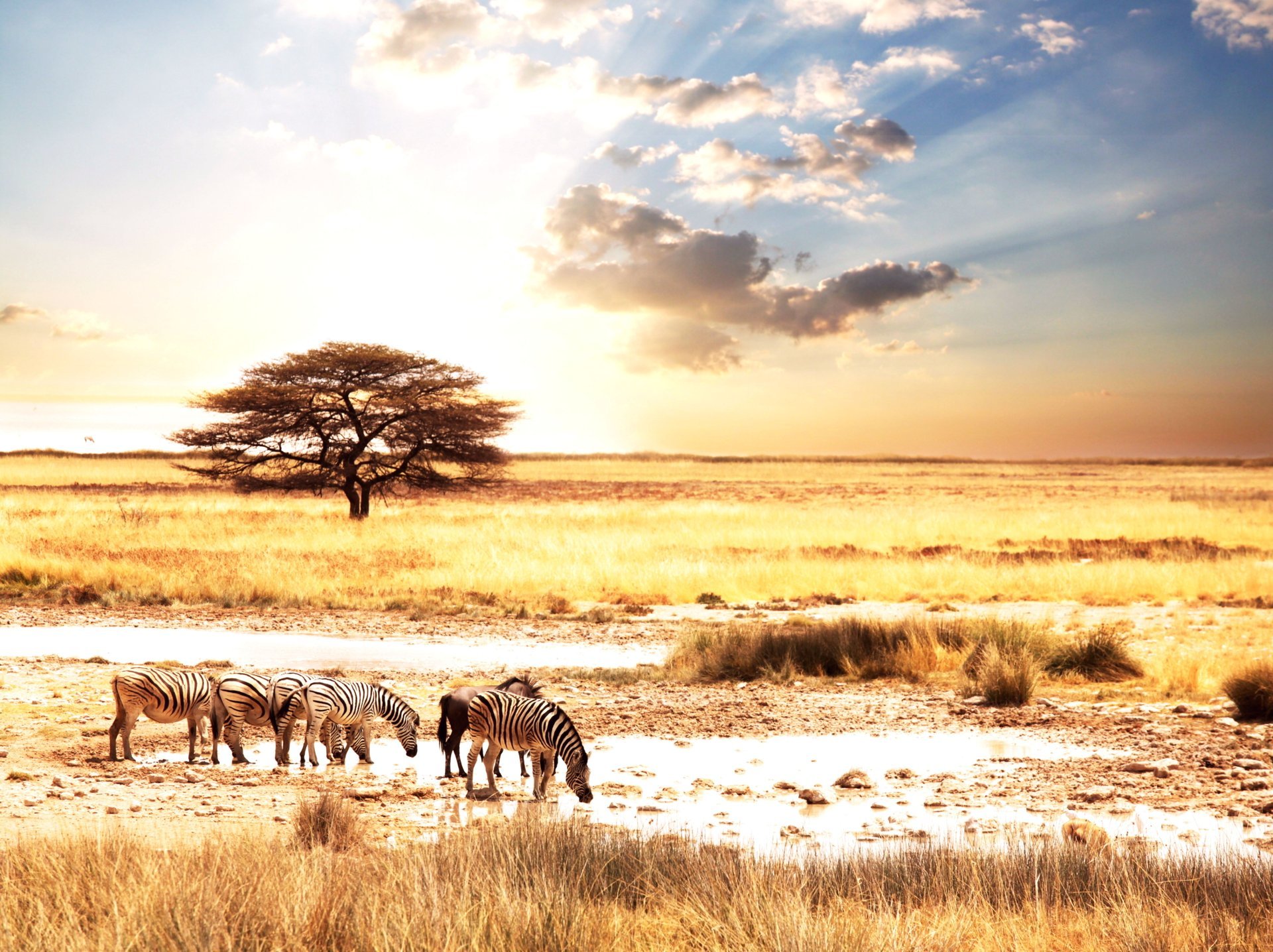 afric animal áfrica animales cebras sabana paisaje sol