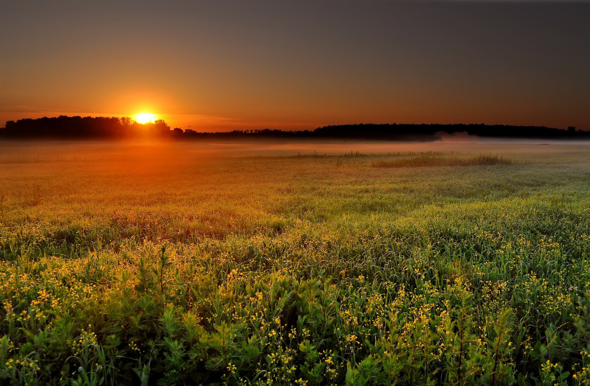 alba paesaggio campo natura alba sole nebbia mattina