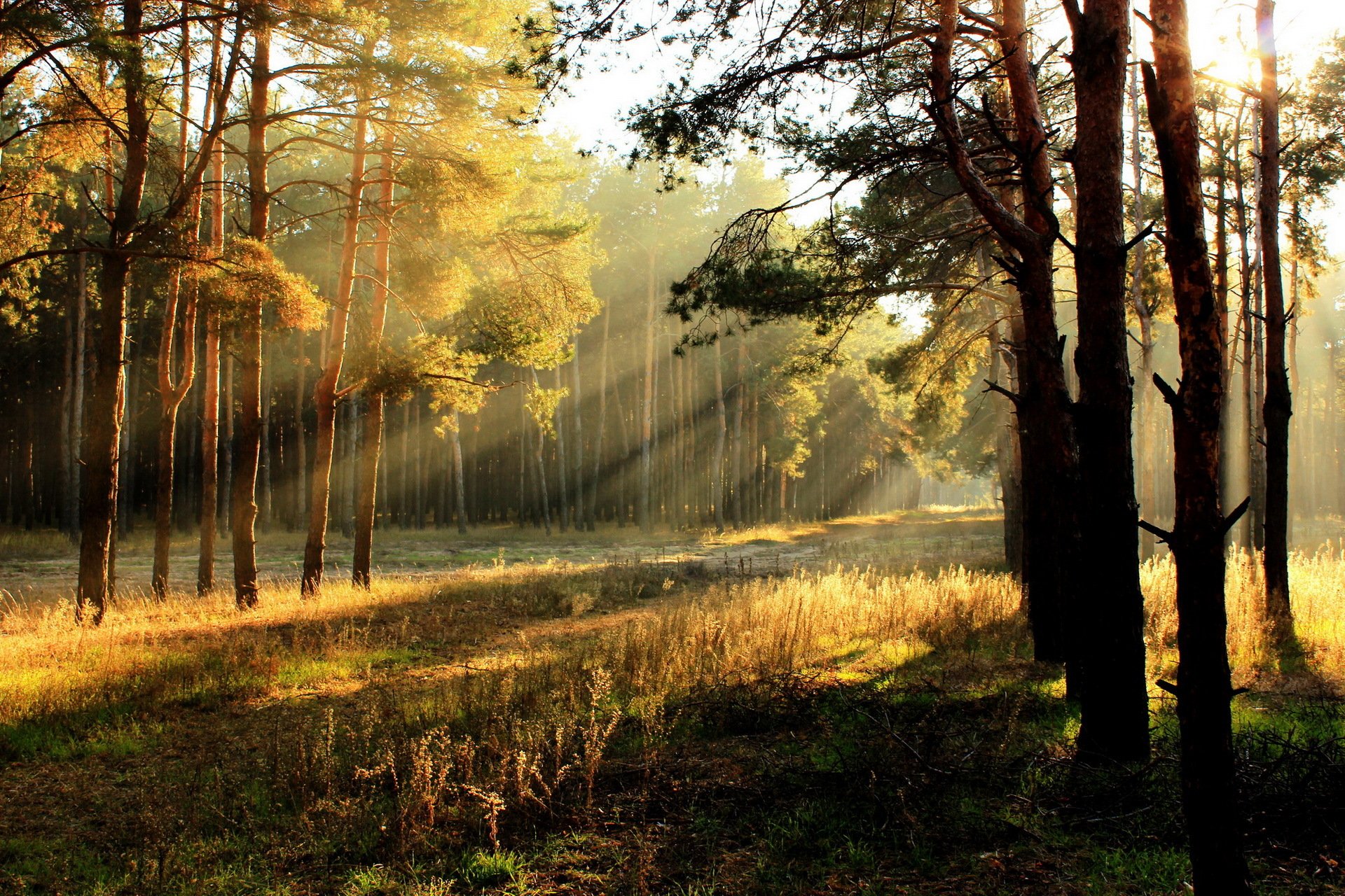 morgen wald licht natur