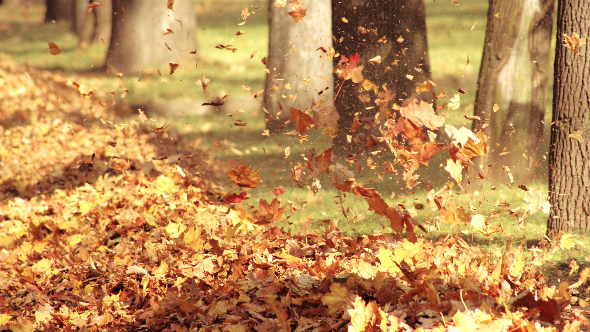 blätter fliegende blätter bäume herbst