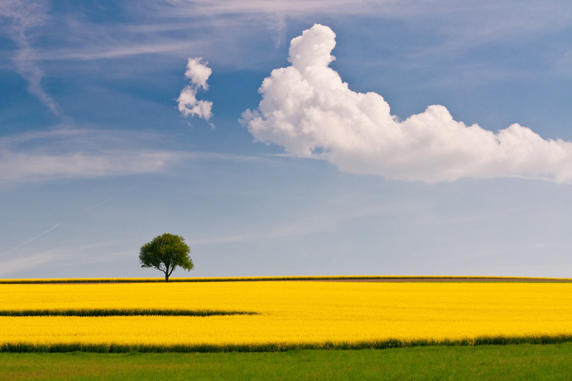 champ colza été arbre ciel nuages