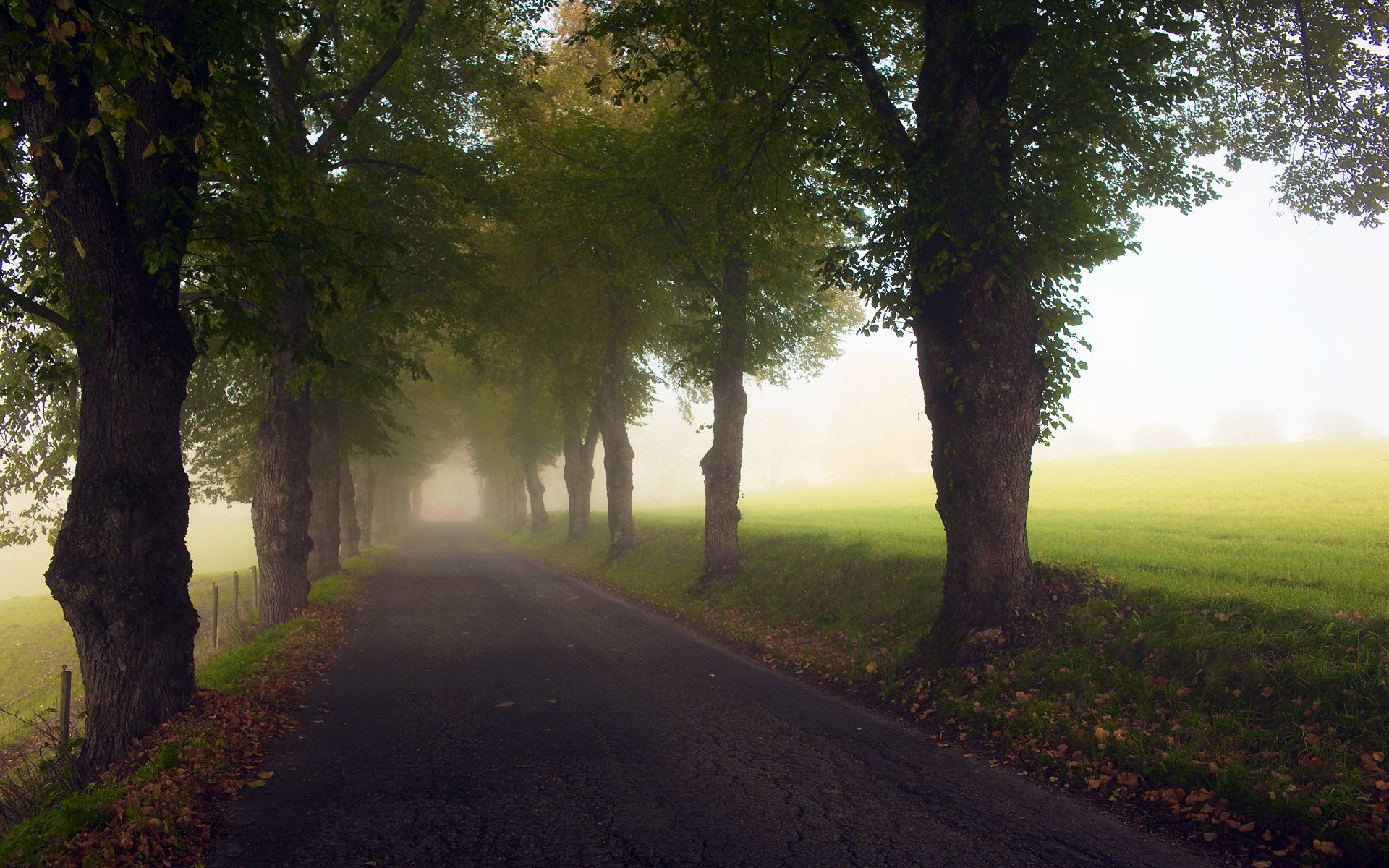 bäume waldfläche straße asphalt laub ende des sommers felder gras gefallene blätter nebel zaun hecke zaun weg licht