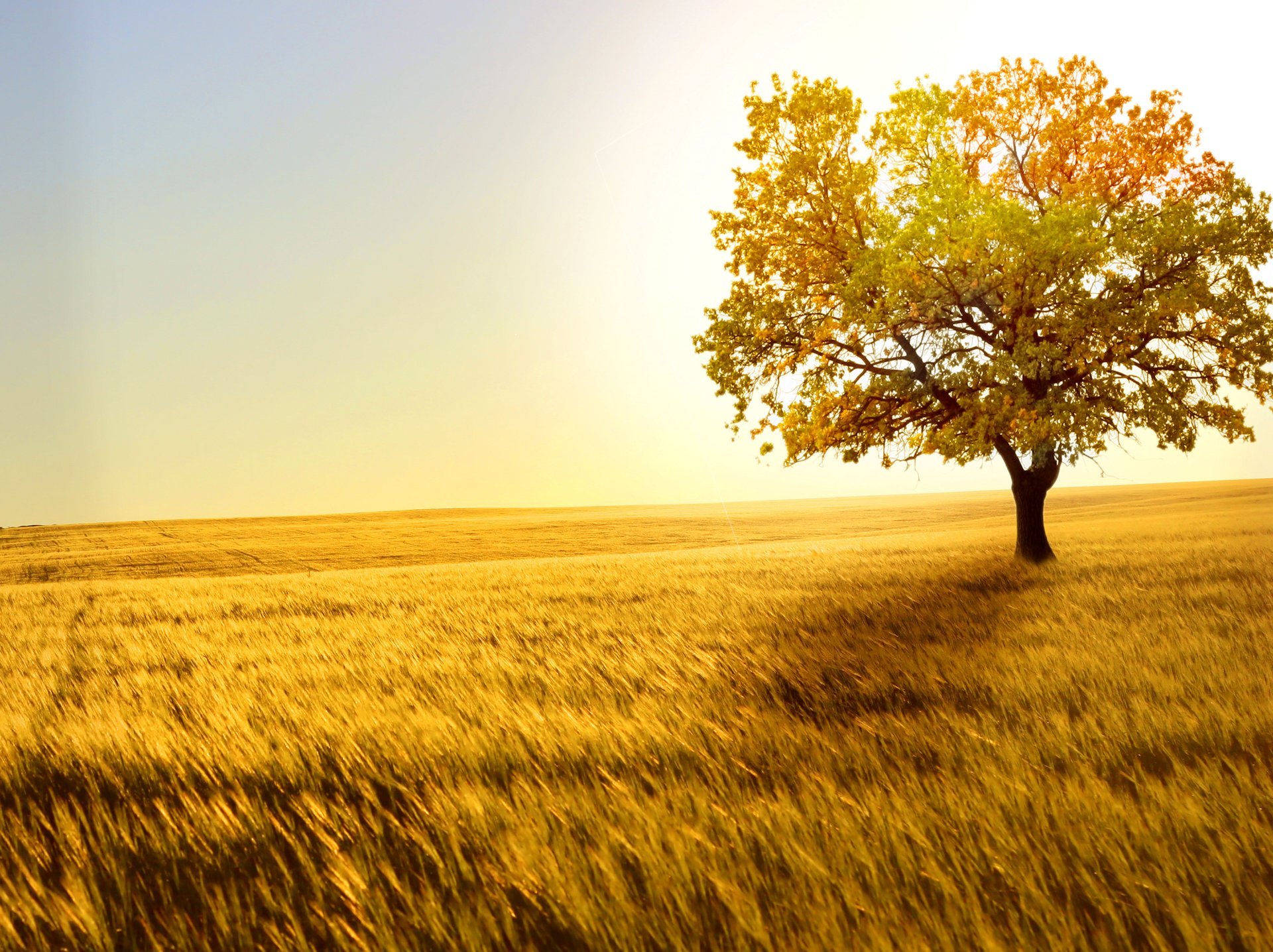 scenario d oro campo d oro grano vento spighette solitario albero orizzonte spazio