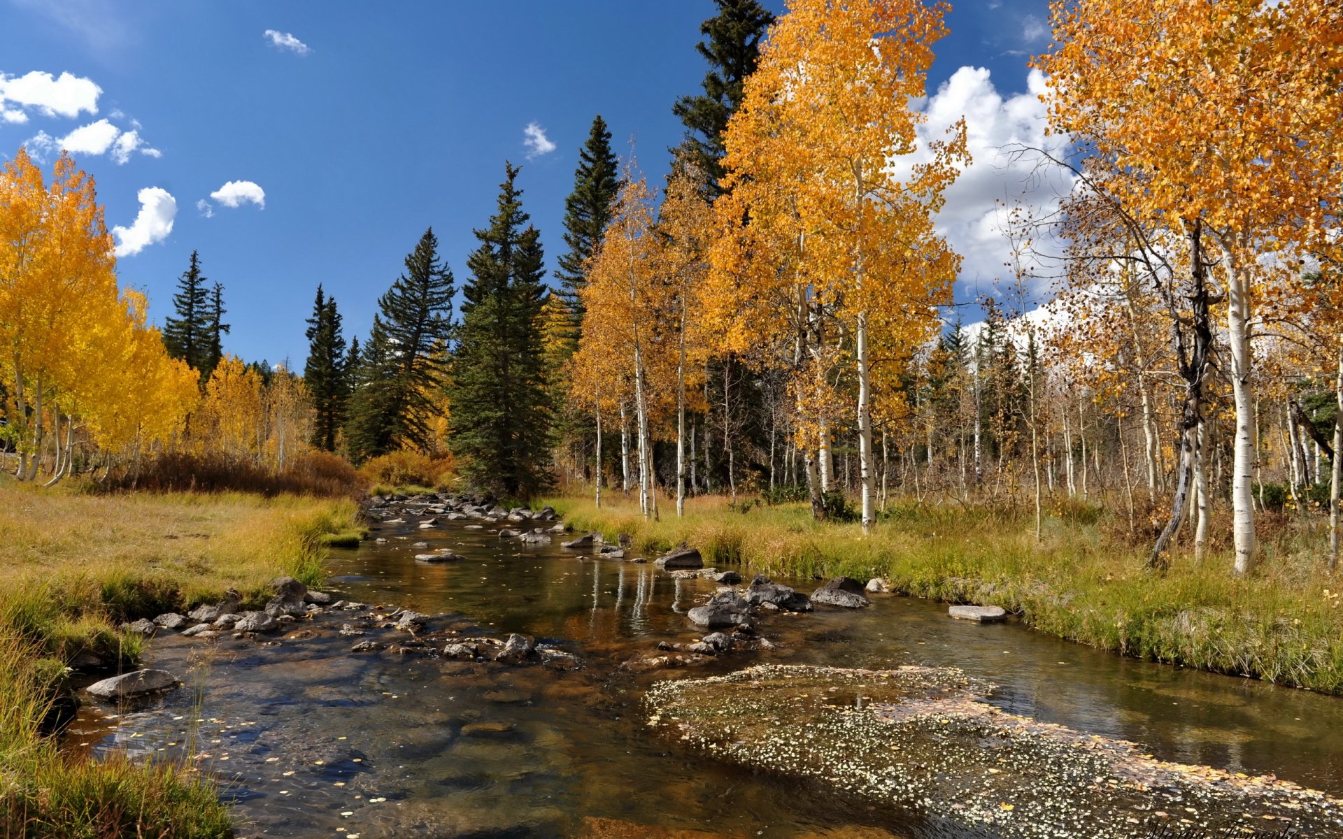 autunno fiume alberi paesaggio