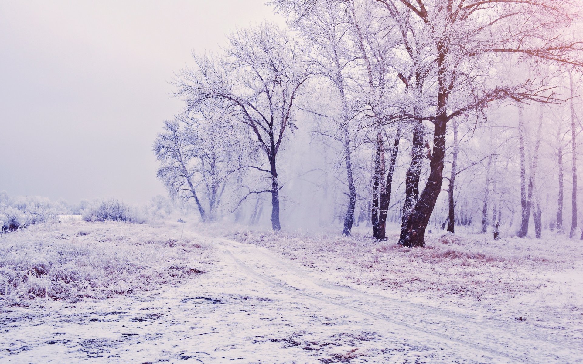 hiver arbres neige