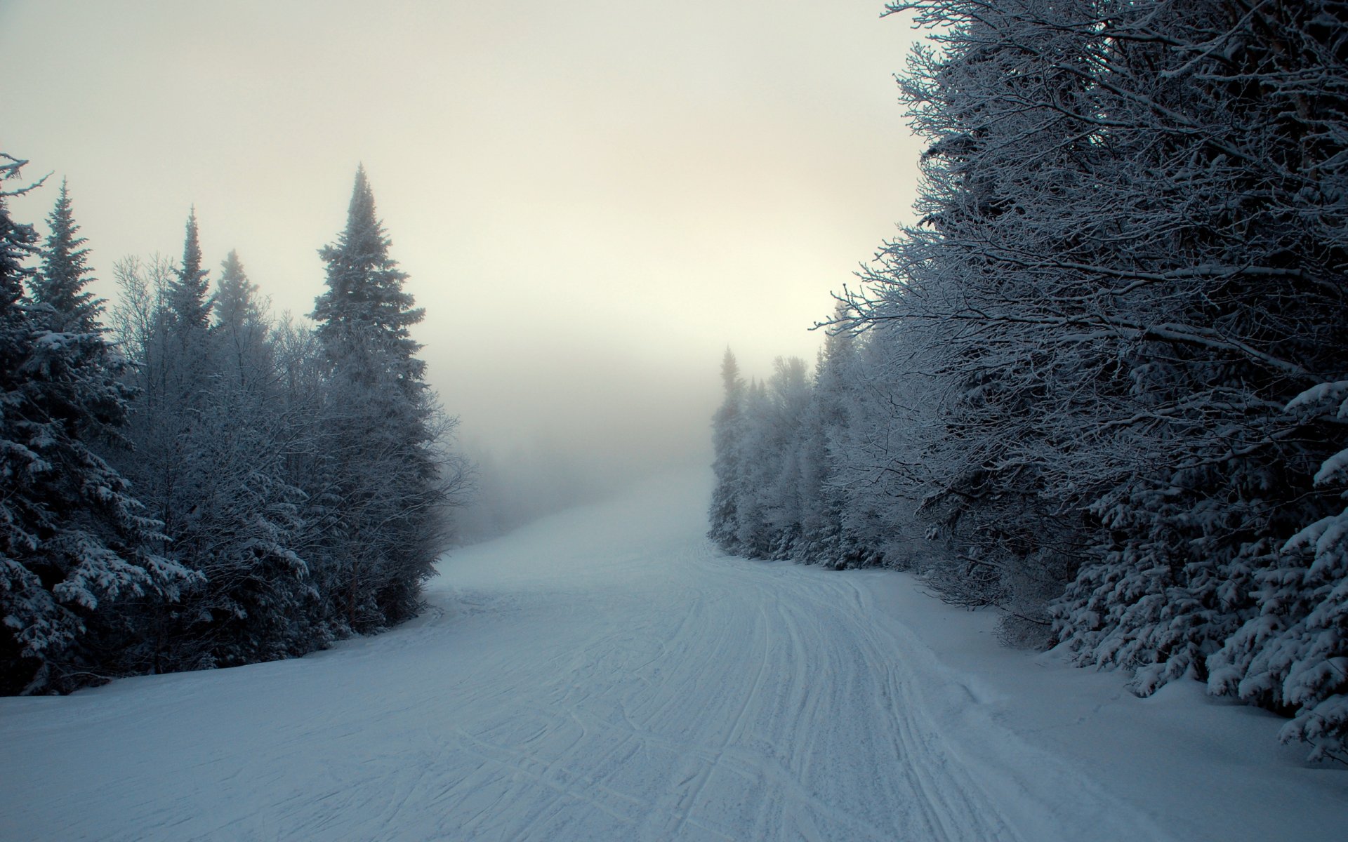 inverno neve nebbia abete rosso