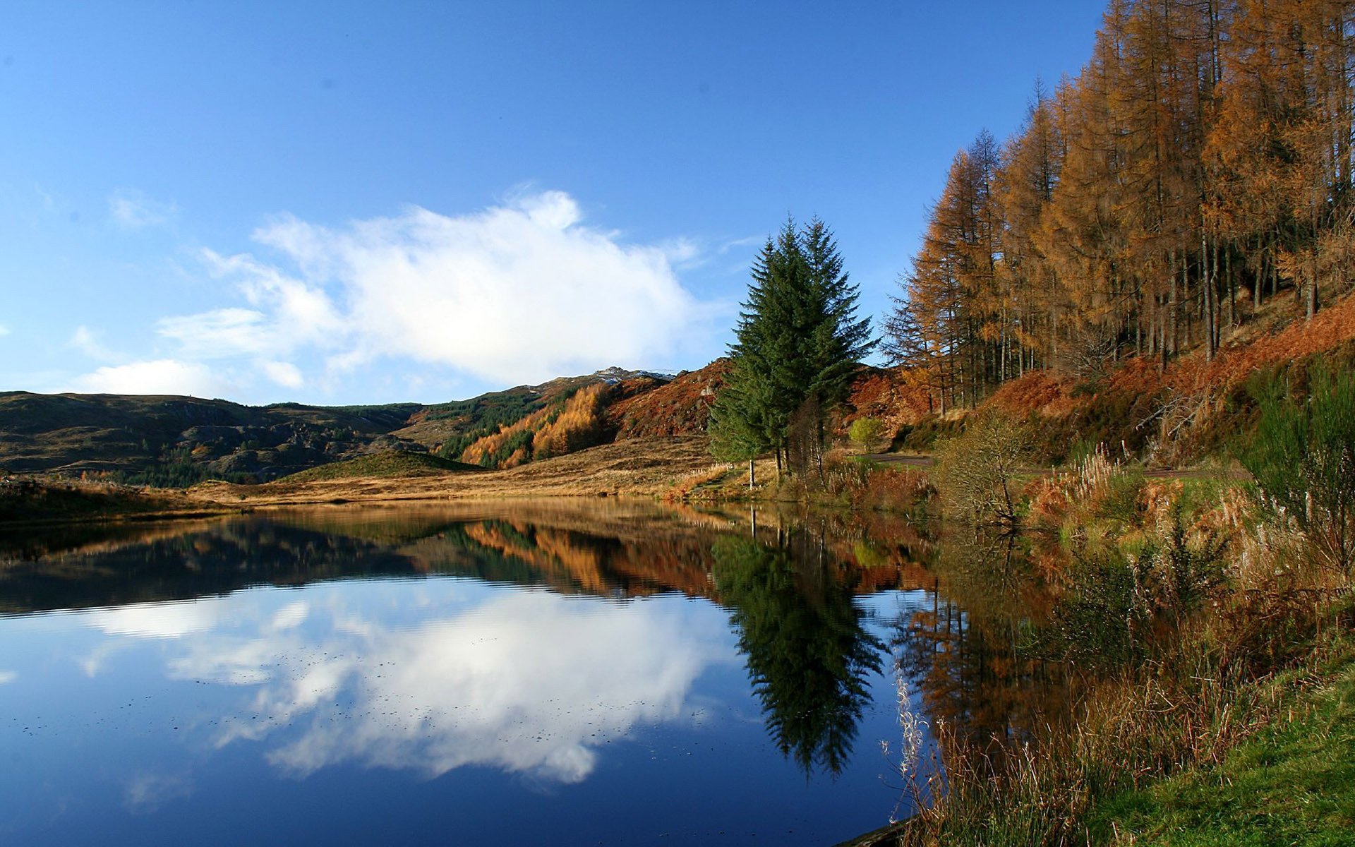 río hierba árboles