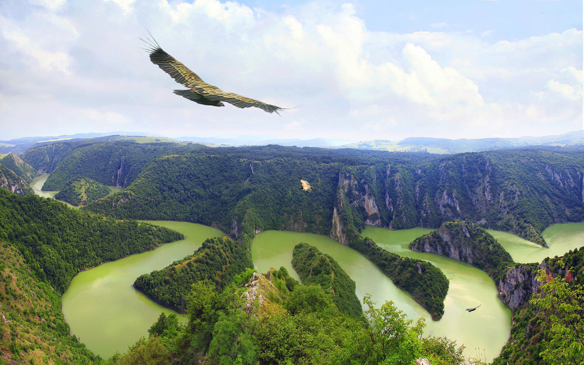 montagnes forêt rivière lit virages oiseau