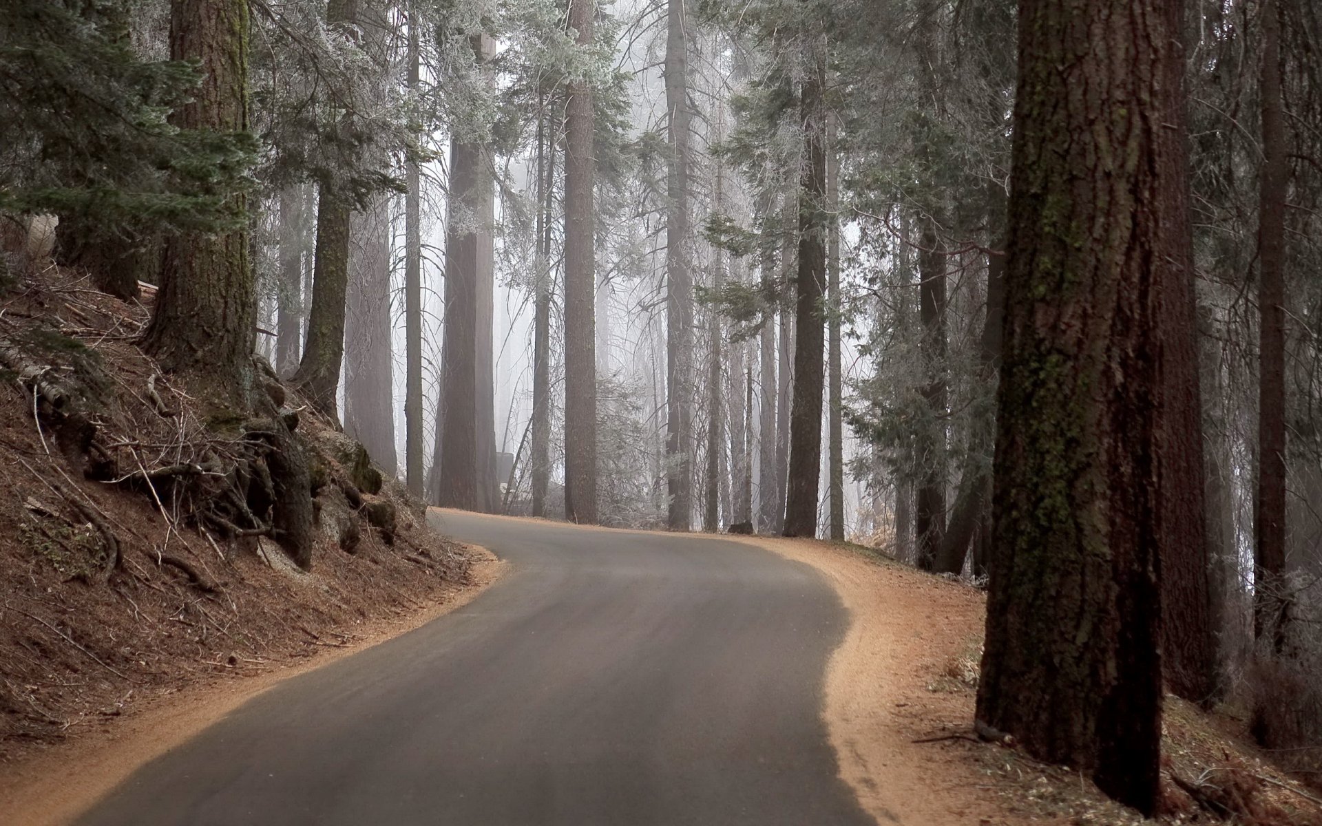 foresta strada natura