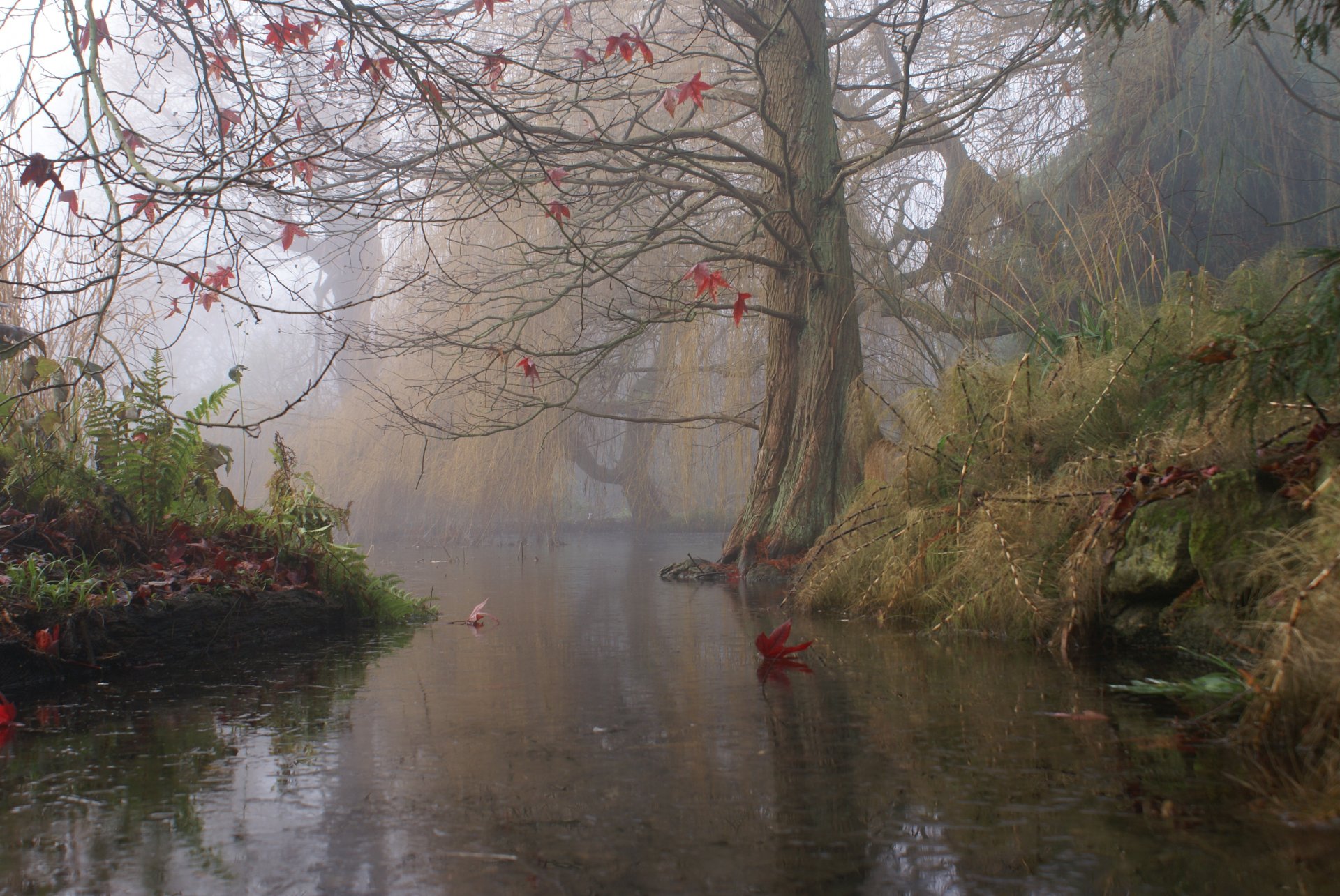 inghilterra albero autunno fiume nebbia